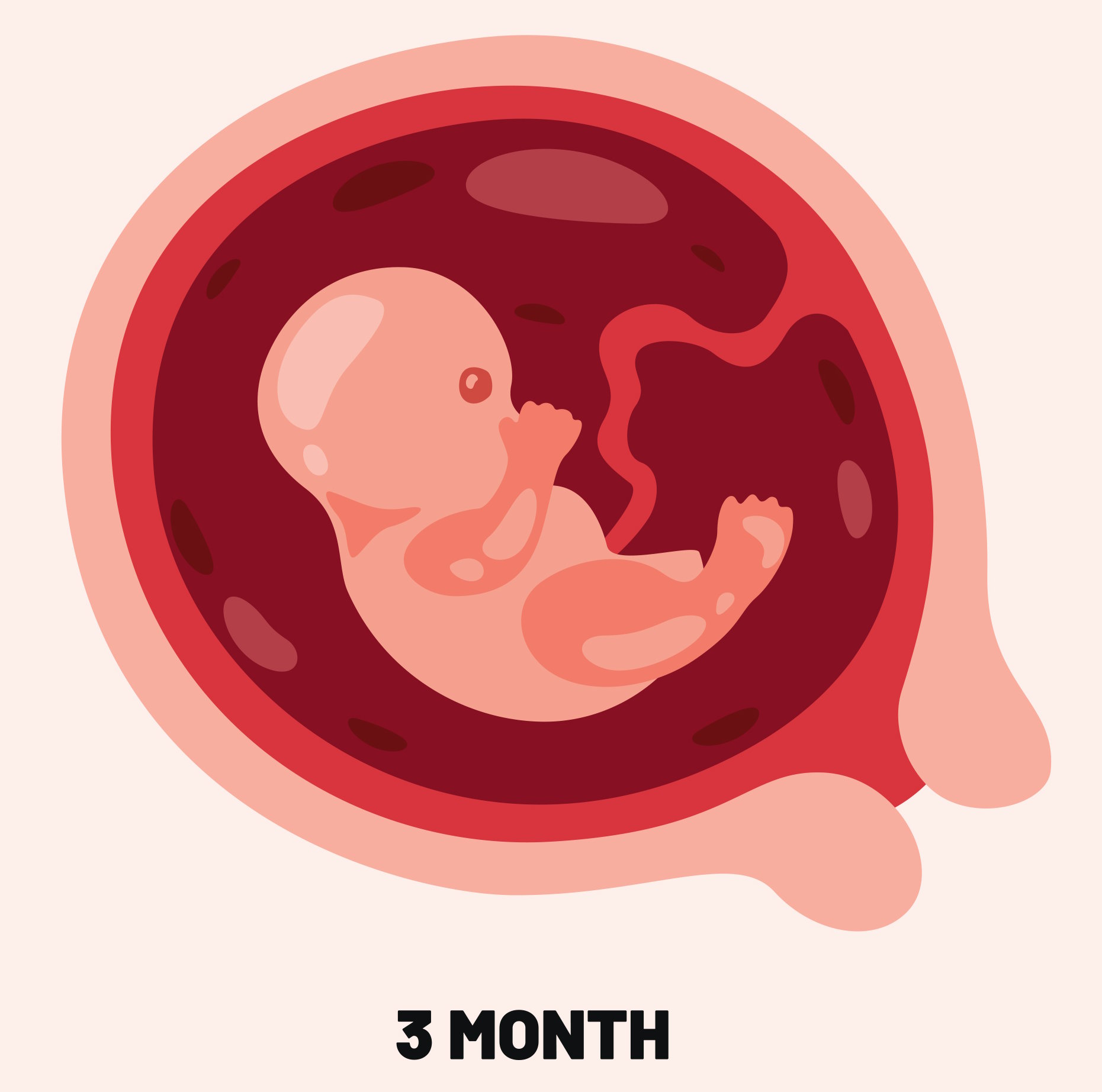 Fetus development at 3 months (end of first trimester)