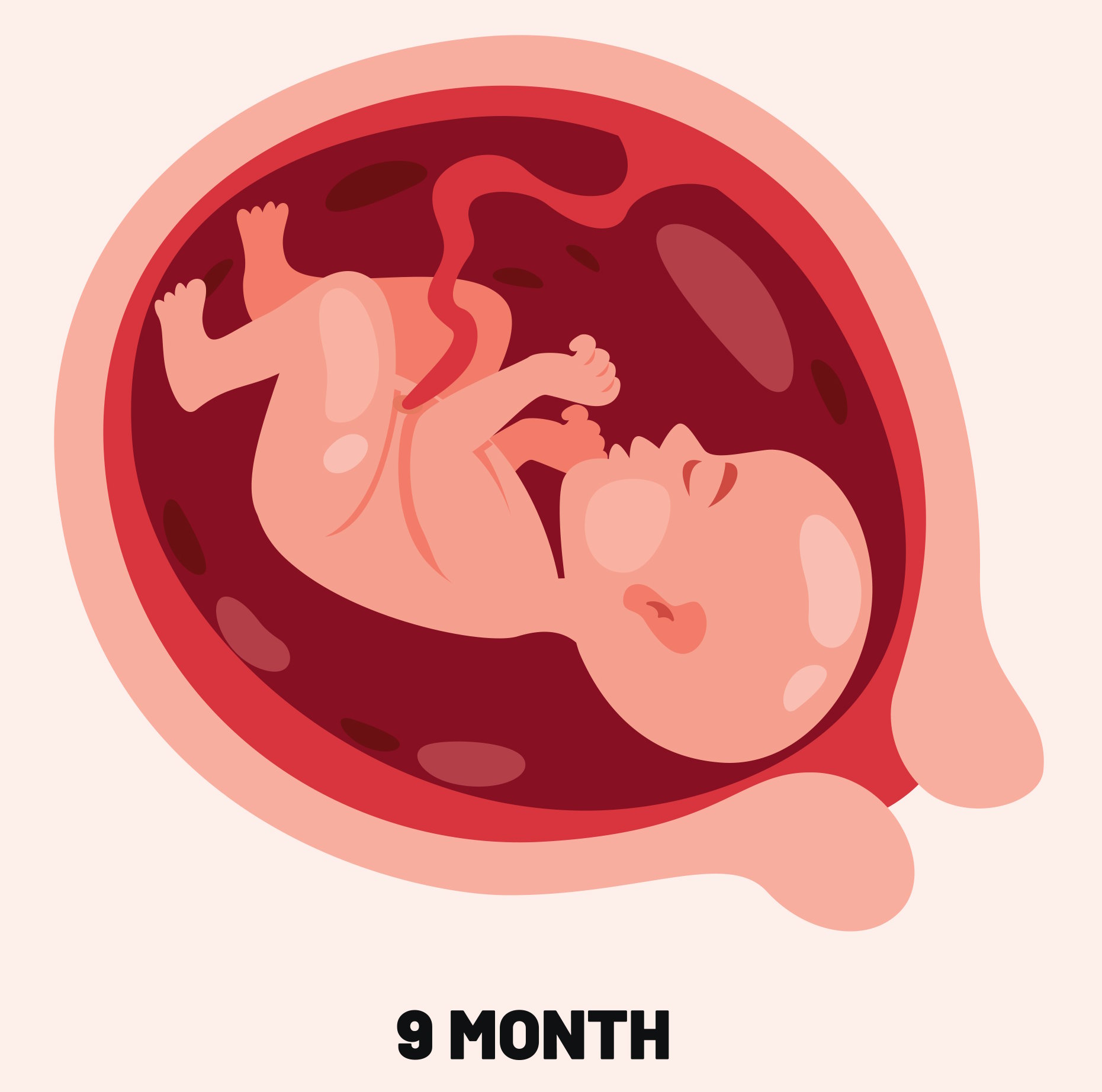 Fetus development at 9 months (end of third trimester)